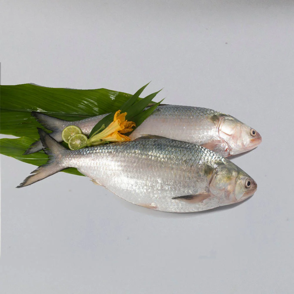Hilsha Fish